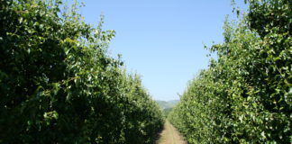 LOS AGRICULTORES BERCIANOS NO HAN ASEGURADO LA FRUTA CONTRA EL RIESGO DE HELADAS