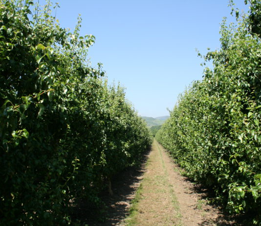 LOS AGRICULTORES BERCIANOS NO HAN ASEGURADO LA FRUTA CONTRA EL RIESGO DE HELADAS