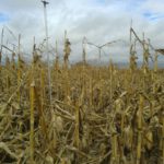 Seguros agrarios y ganaderos campaña 2018-2019