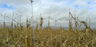 LA LLUVIA Y EL VIENTO CAUSAN IMPORTANTES DAÑOS EN LAS FINCAS DE MAÍZ