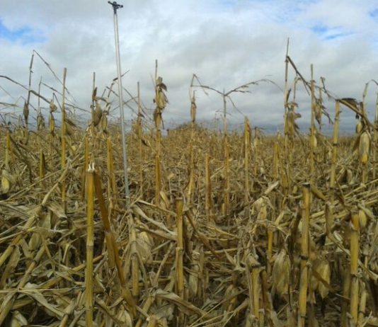 Fechas de suscripción seguro agrario campaña 2020