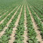 Obligación de los cultivadores de remolacha Campo de remolacha