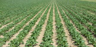 Asaja constata importantes retrasos en las siembras de diferentes cultivos, aunque la situación todavía no es alarmante Campo de remolacha