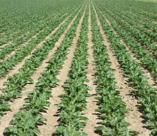Asaja constata importantes retrasos en las siembras de diferentes cultivos, aunque la situación todavía no es alarmante Campo de remolacha