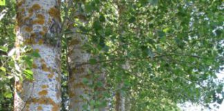 ASAJA CRITÍCA AL AYUNTAMIENTO DE PONFERRADA POR DEROGAR LA ORDENANZA DE PLANTACIONES