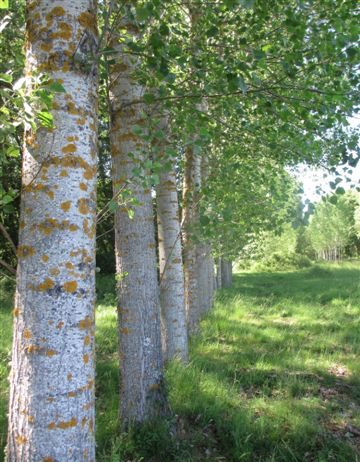 ASAJA CRITÍCA AL AYUNTAMIENTO DE PONFERRADA POR DEROGAR LA ORDENANZA DE PLANTACIONES