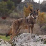 Compensación por daños ocasionados por el lobo en la ganadería