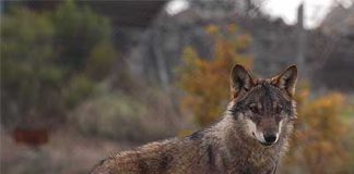 CINCUENTA Y CUATRO MANADAS DE LOBOS SE MUEVEN YA A SU ANTOJO POR TODO EL TERRITORIO DE LA PROVINCIA DE LEÓN