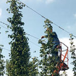 AYUDAS A PLANTACIONES DE LÚPULO