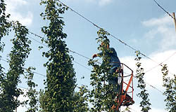 EL CES EUROPEO INFORMA FAVORABLEMENTE LA REFORMA DEL LÚPULO