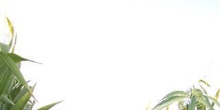 LA MARIHUANA SE CAMUFLA EN CULTIVOS DE MAÍZ