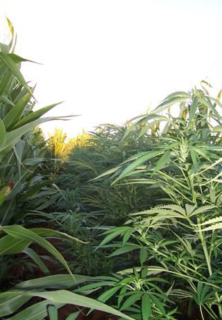 LA MARIHUANA SE CAMUFLA EN CULTIVOS DE MAÍZ