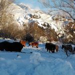 Cotizaciones de la Lonja Agropecuaria de León – Sesión 07/11/2018 caballos en la nieve
