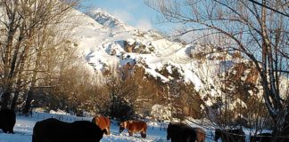 Cotizaciones de la Lonja Agropecuaria de León – Sesión 07/11/2018 caballos en la nieve