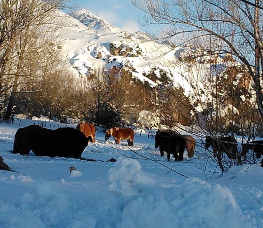 Mercado de San Andrés caballos en la nieve
