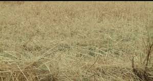 ASAJA VALORA POSITIVAMENTE LA REDUCCIÓN DE DETERMINADOS MÓDULOS FISCALES