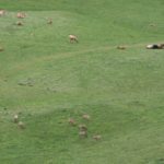 LA IMAGEN DE REBECOS PASTANDO ENTRE LAS VACAS DEMUESTRA QUE LA SANIDAD DEBE DE SER ÚNICA