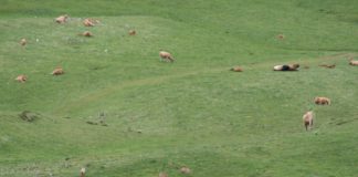 LA IMAGEN DE REBECOS PASTANDO ENTRE LAS VACAS DEMUESTRA QUE LA SANIDAD DEBE DE SER ÚNICA