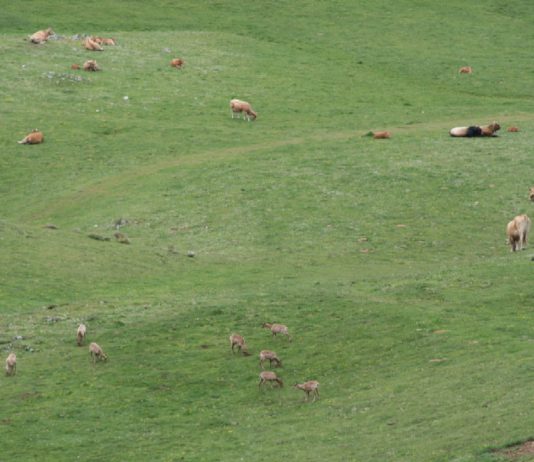 LA IMAGEN DE REBECOS PASTANDO ENTRE LAS VACAS DEMUESTRA QUE LA SANIDAD DEBE DE SER ÚNICA