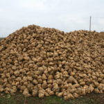 Nota informativa sobre la ayuda agroambiental de la remolacha en Castilla y León Montón de remolacha