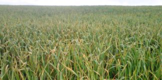 El tiempo de las próximas semanas sentenciará la cosecha de cereal en Castilla y León, que en todo caso no alcanzará la media de los últimos años