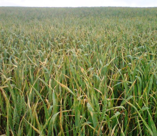 El tiempo de las próximas semanas sentenciará la cosecha de cereal en Castilla y León, que en todo caso no alcanzará la media de los últimos años