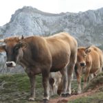 Normas saneamiento ganadero JCYL