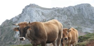 ASAJA ABORDARÁ MAÑANA, CON SUÁREZ-QUIÑONES, LA PROBLEMÁTICA DE LOS GANADEROS AFECTADOS POR LOS INCENDIOS FORESTALES DEL BIERZO Y LA CABRERA
