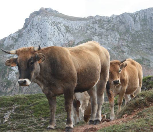 ASAJA ABORDARÁ MAÑANA, CON SUÁREZ-QUIÑONES, LA PROBLEMÁTICA DE LOS GANADEROS AFECTADOS POR LOS INCENDIOS FORESTALES DEL BIERZO Y LA CABRERA