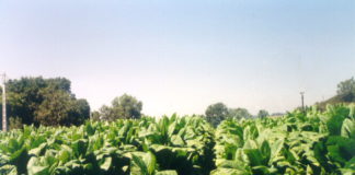 EL GOBIERNO METE LA MANO EN EL BOLSILLO DE LOS TABAQUEROS BERCIANOS