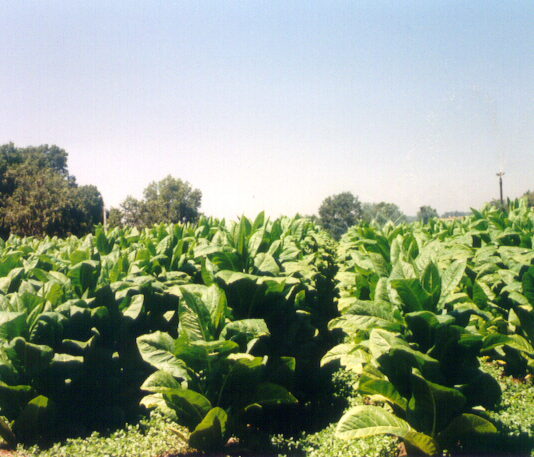 EL GOBIERNO METE LA MANO EN EL BOLSILLO DE LOS TABAQUEROS BERCIANOS