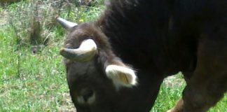 ASAJA DENUNCIA EL ABANDONO A LA DERIVA DE LAS RAZAS GANADERAS AUTÓCTONAS DE CASTILLA Y LEÓN