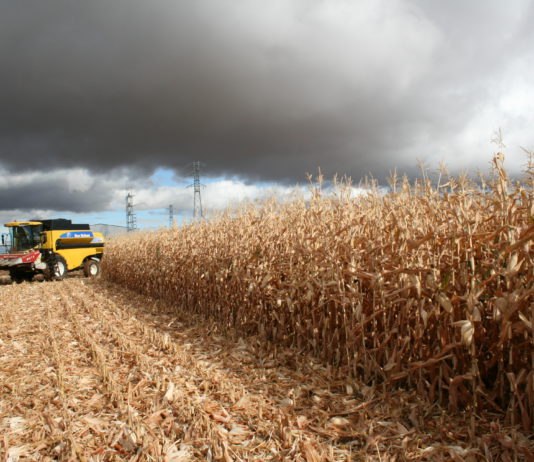 Comienza la que será la mayor cosecha de maíz de la historia en la provincia de León Cosechando maíz