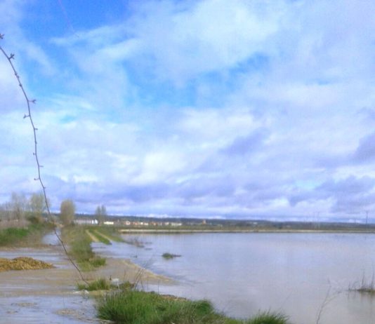 ASAJA ADVIERTE SOBRE LAS PÉRDIDAS EN MILES DE HECTÁREAS AGRÍCOLAS ANEGADAS POR EL AGUA