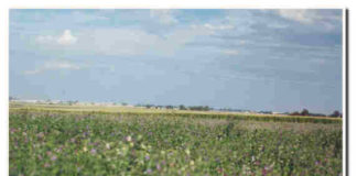 La Junta retiene 85.000 títulos de propiedad, a 43.500 propietarios, de parcelas entregadas desde hace 18 años