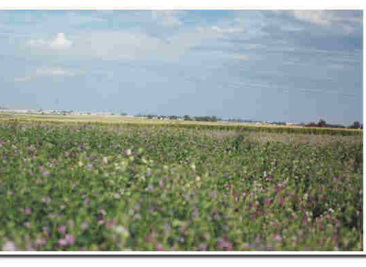 MEDIO AMBIENTE CREA FALSAS EXPECTATIVAS Y DEFRAUDA A LOS AGRICULTORES DE 137 MUNICIPIOS