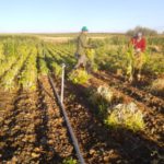 Día de las legumbres