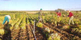 Día de las legumbres