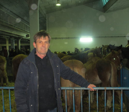 LAS NORMAS DE BIENESTAR ANIMAL DIFICULTAN LA COMERCIALIZACIÓN DE LOS CABALLOS DE CARNE