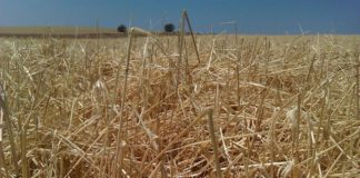 ASAJA insta a la Junta a que determine las pérdidas en la agricultura, para que se aplique la exención de la tarifa de riego y del canon de regulación