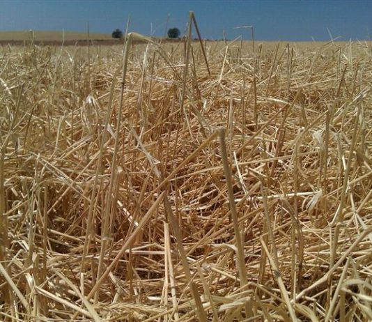 ASAJA insta a la Junta a que determine las pérdidas en la agricultura, para que se aplique la exención de la tarifa de riego y del canon de regulación