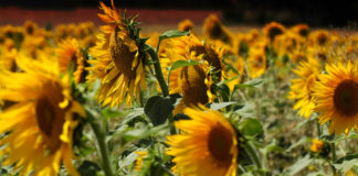 Cotizaciones de la Lonja Agropecuaria de León – Sesión 13/12/2017