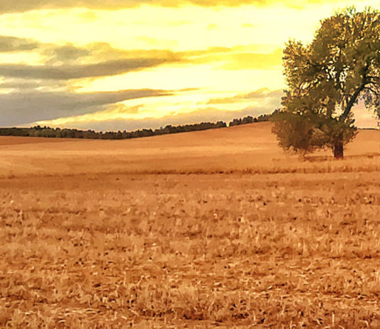 ASAJA reclama cambios en los seguros para ampliar la protección por no nascencia de los cultivos