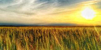 Mercadillo: Compra · Venta · Trabajo