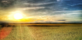 La Comisión Europea presenta opciones de simplificación para reducir la carga de los agricultores de la UE Las seis noticias agrícolas de la semana