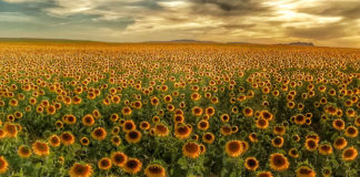 La importación hunde los precios e impide remontar al girasol pese a las buenas producciones de este año