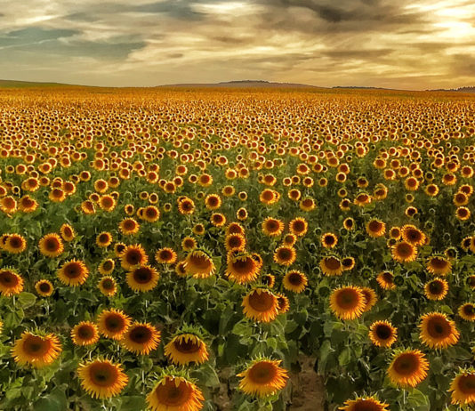 La importación hunde los precios e impide remontar al girasol pese a las buenas producciones de este año