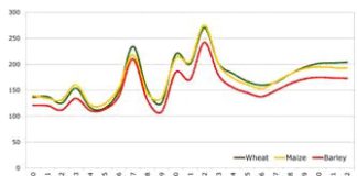 EL PRECIO DE LOS CEREALES SE ESTABILIZARÁ EN 200 EUROS POR TONELADA