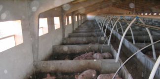 ASAJA CLAUSURA HOY UN CURSO DE BIENESTAR ANIMAL EN PORCINO