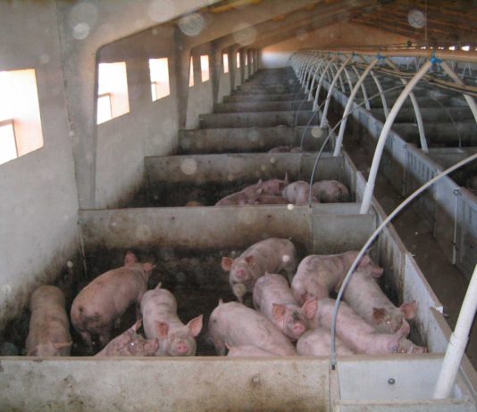 ASAJA CLAUSURA HOY UN CURSO DE BIENESTAR ANIMAL EN PORCINO